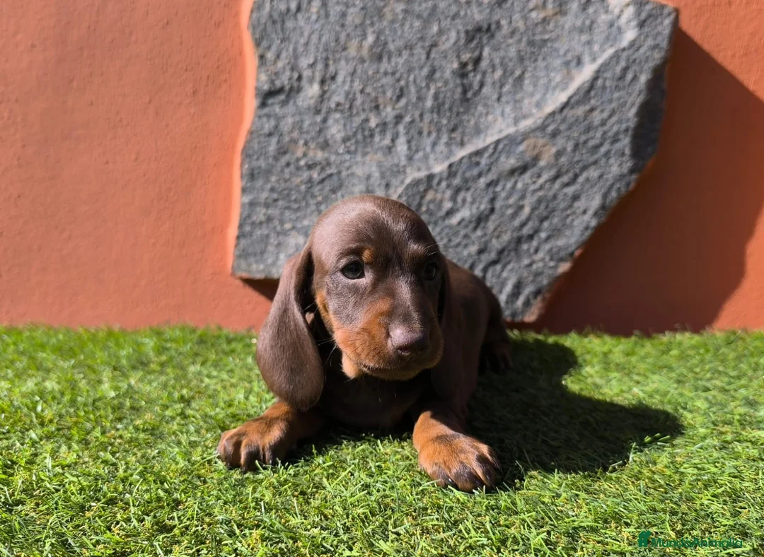 Teckel Miniatura perros en venta: TECKEL MINIATURA EN CANARIAS  - Anuncio 6