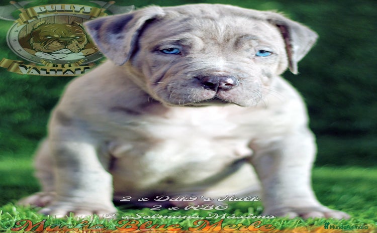 American Bully perros - Anuncio 1