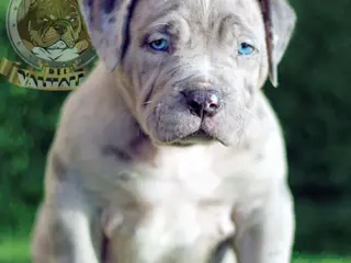 American Bully perros AMERICAN BULLY XL / AMERICAN BULLY XXL - Anuncio 3