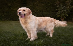 Golden Retriever perros en venta: Camada Golden retriever  - Anuncio 5