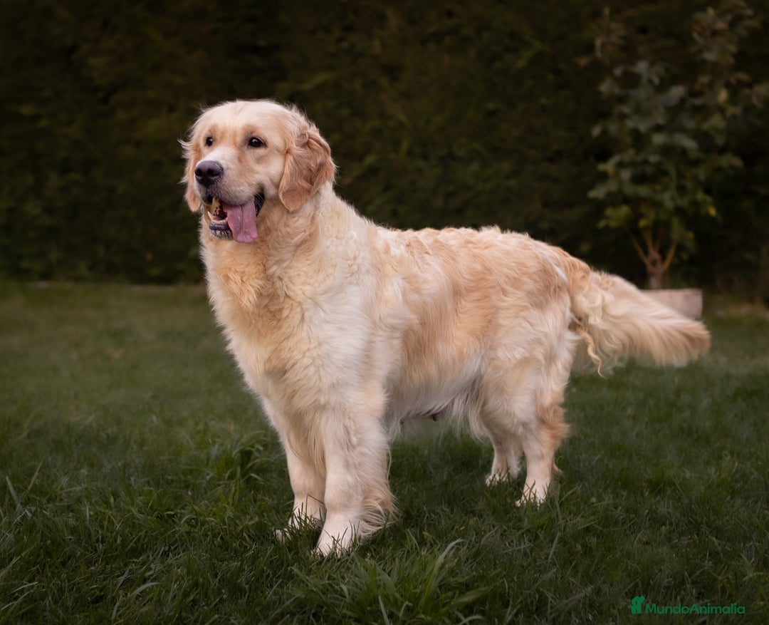 Golden Retriever perros en venta: Camada Golden retriever  - Anuncio 5