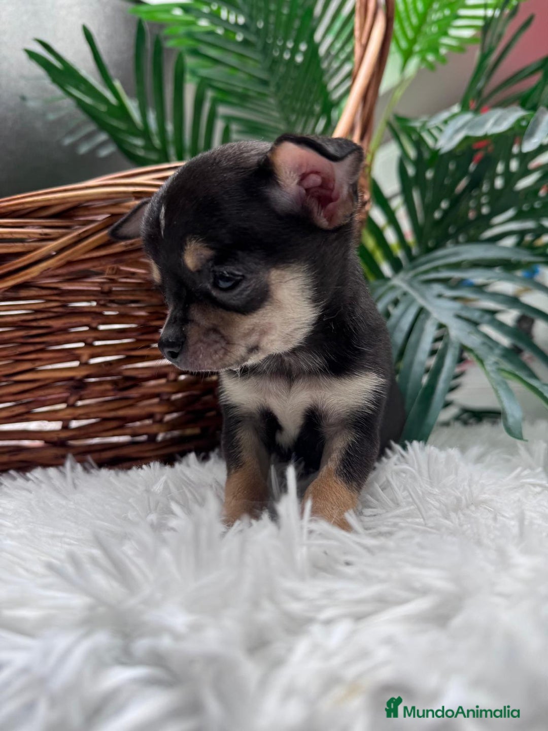 Chihuahua perros en venta: CHIHUAHUA MACHO - Anuncio 8