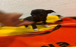 Chihuahua perros en venta: Chihuahua toy - Imagen 9