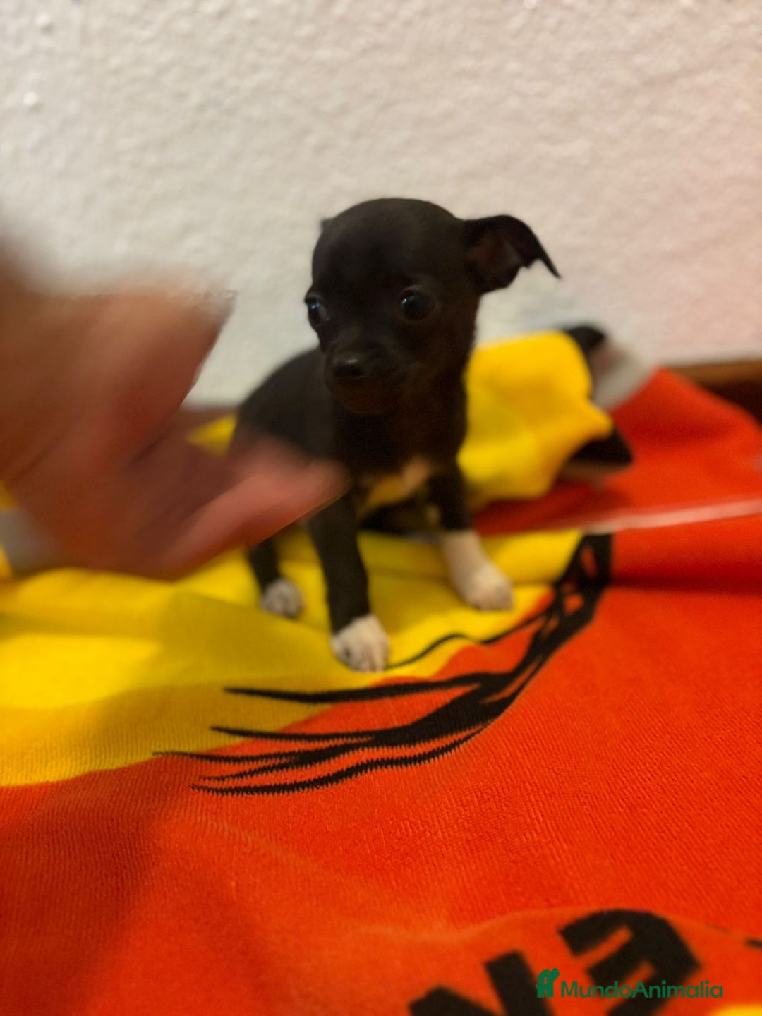 Chihuahua perros en venta: Chihuahua toy - Imagen 9