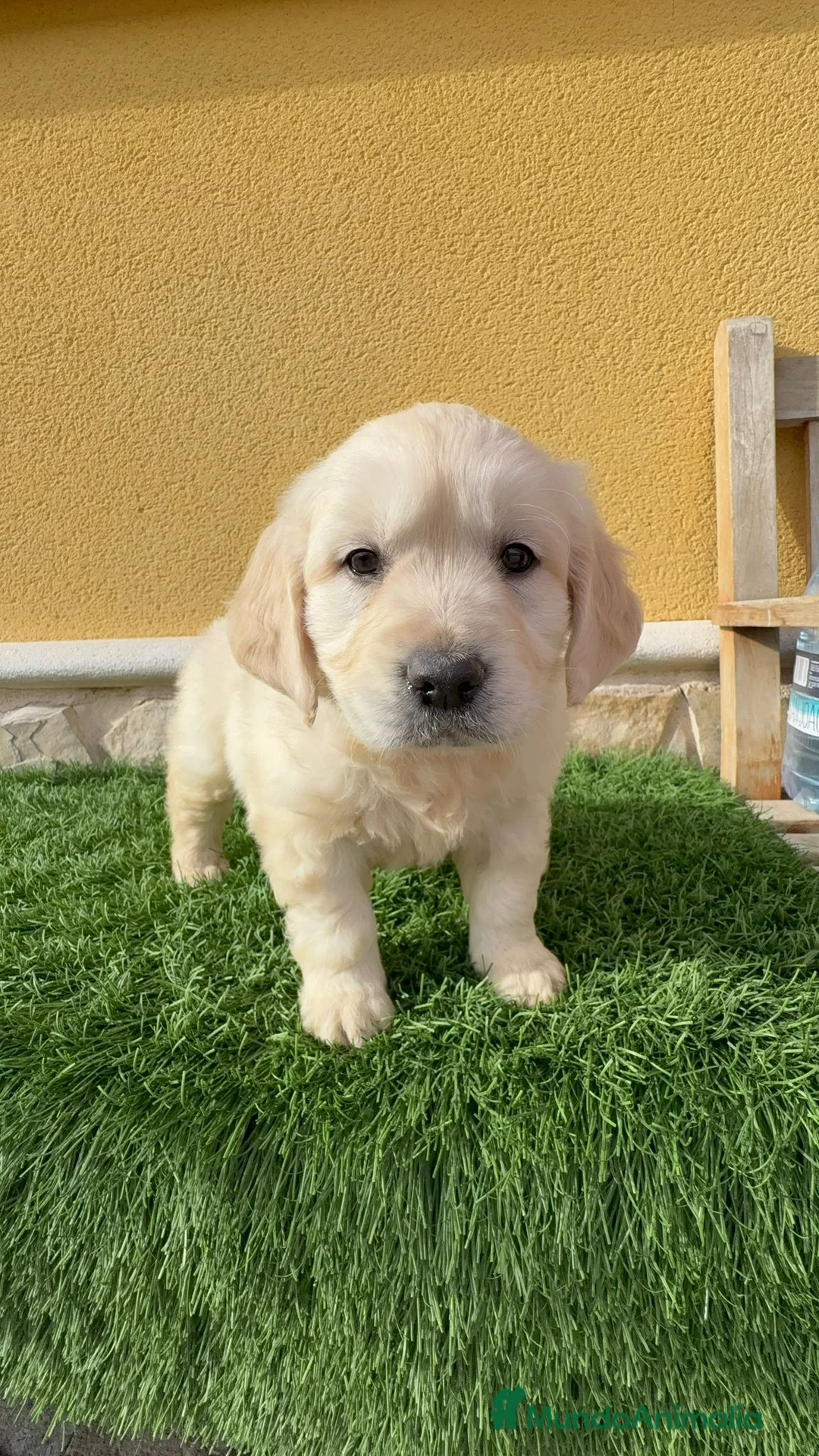 Golden Retriever perros en venta: Cachorros de Golden retriever macho y hembra - Anuncio 7