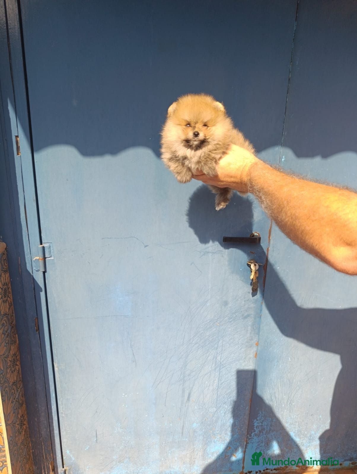 Pomerania perros Disponible pomeranias ositos  - Anuncio 17