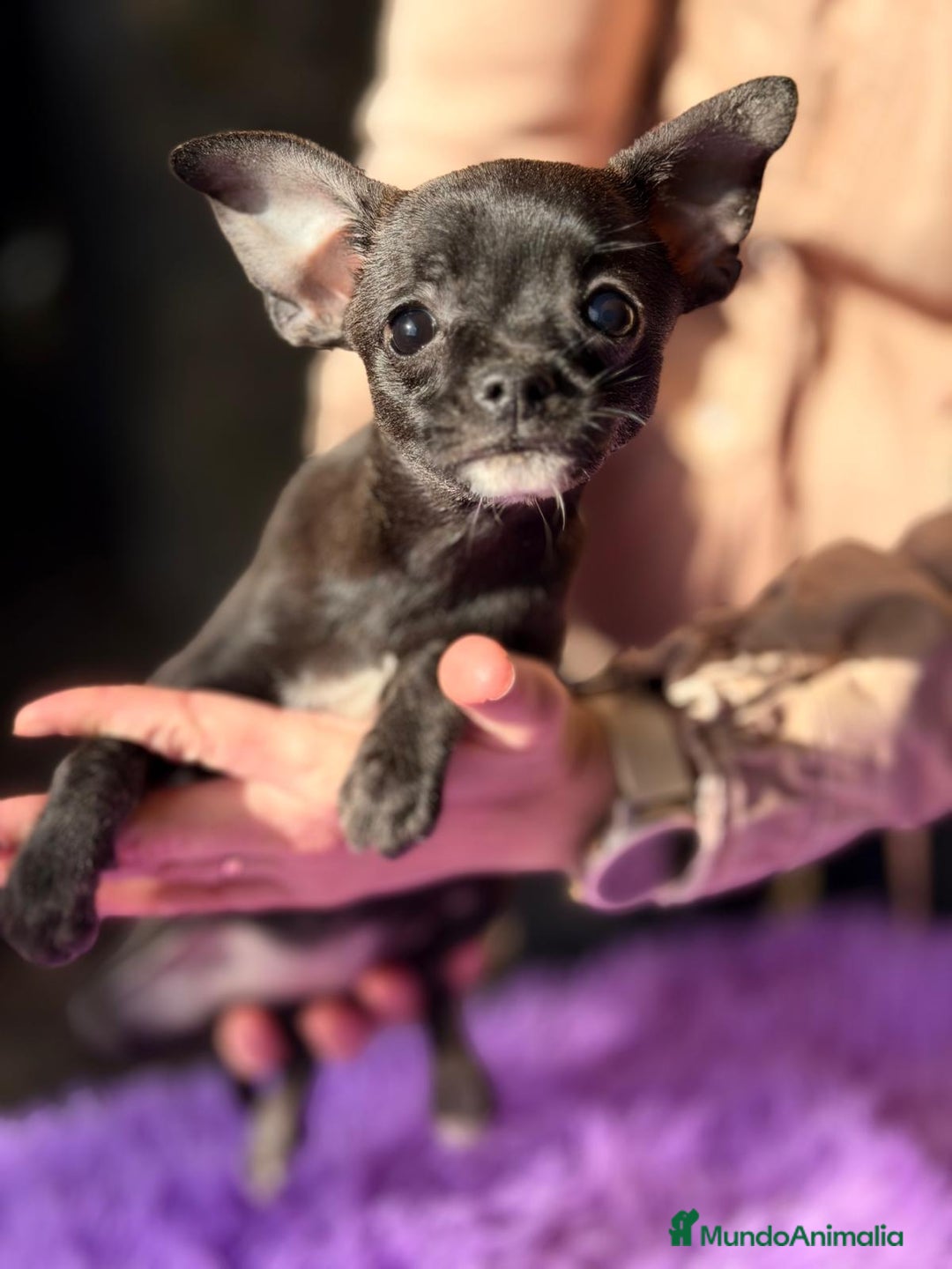 Chihuahua perros en venta: CHIHUAHUA  - Anuncio 4