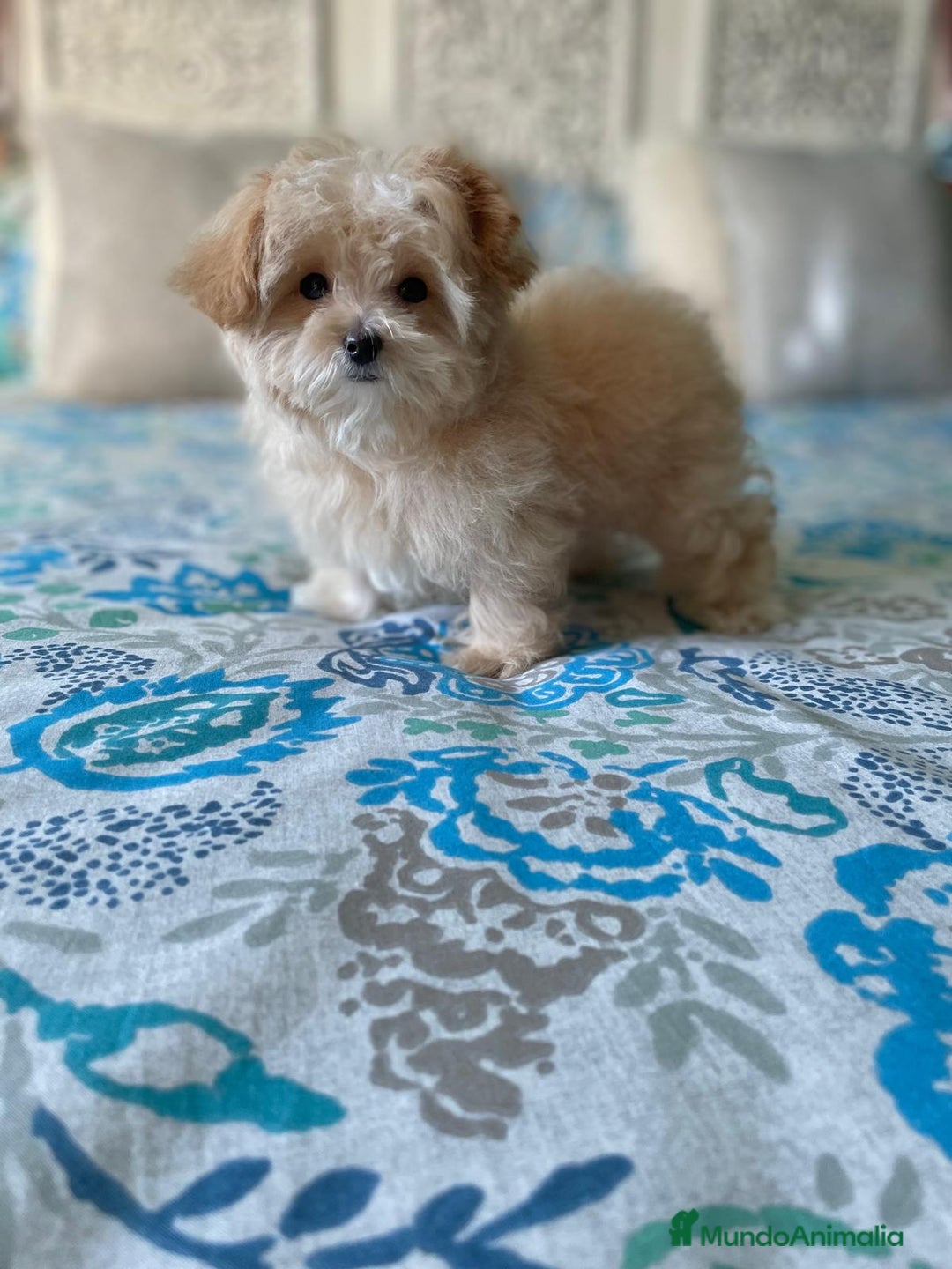Maltipoo perros en venta: Maltipoo - Imagen 3