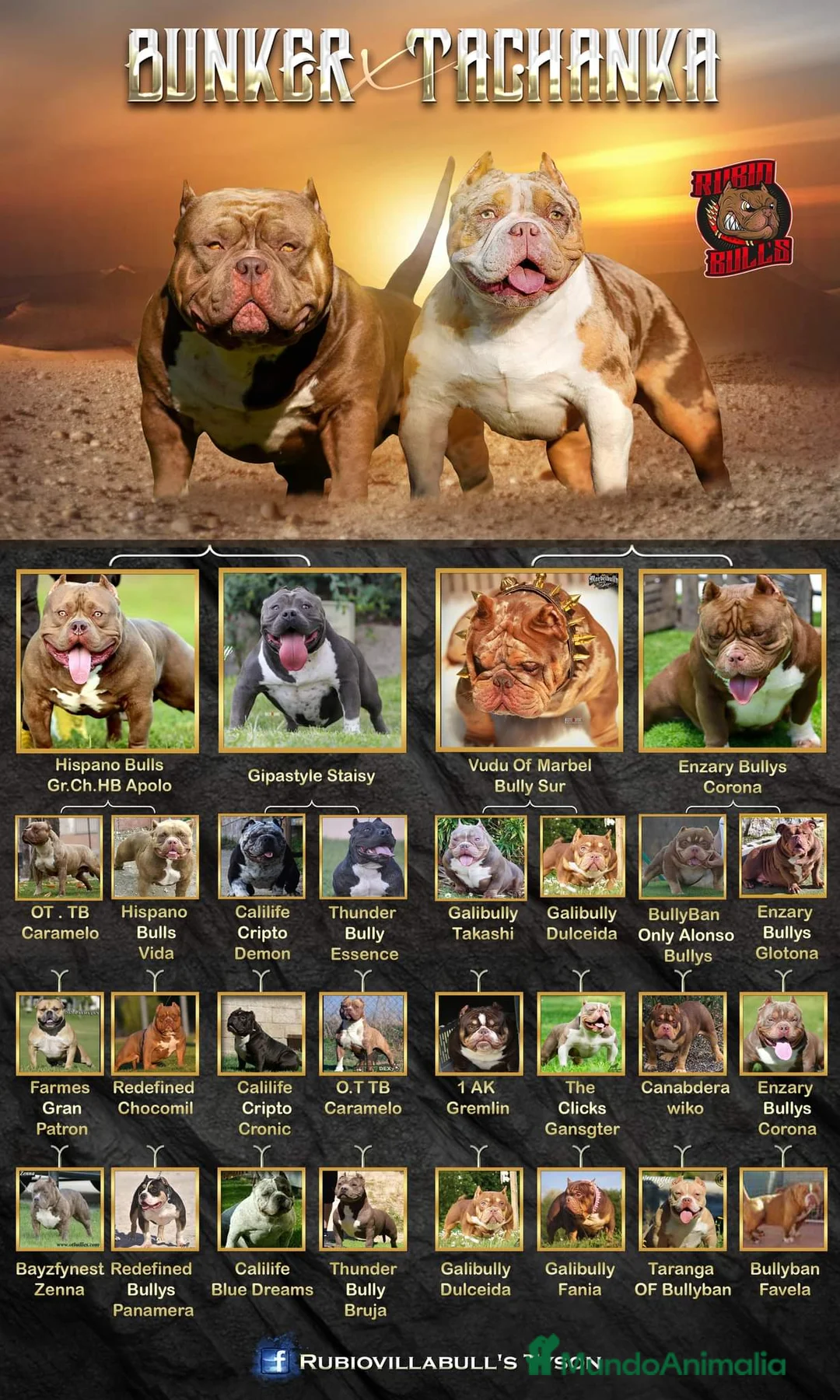 American Bully perros en venta: American bully micro exotic - Anuncio 6