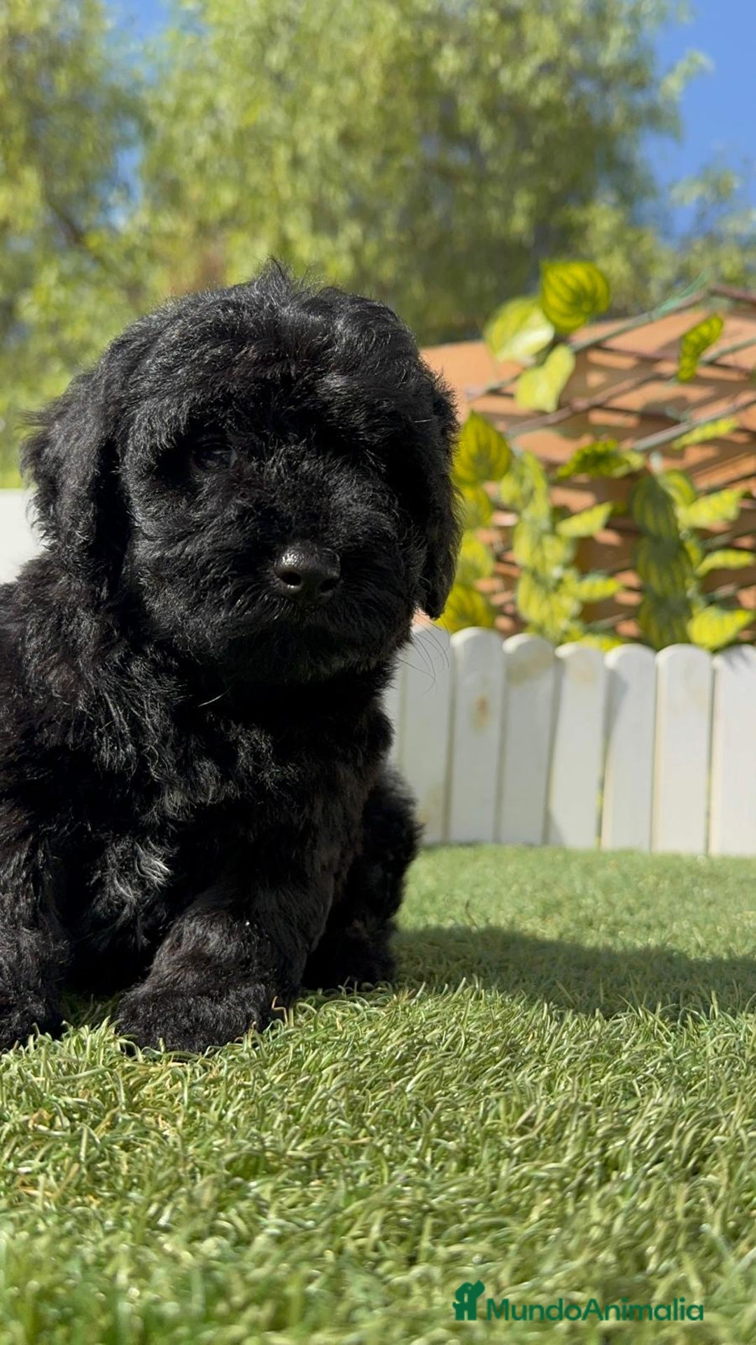 Perro de Agua Español perros en venta: PERRO DE AGUA ESPAÑOL MACHO - Imagen 7
