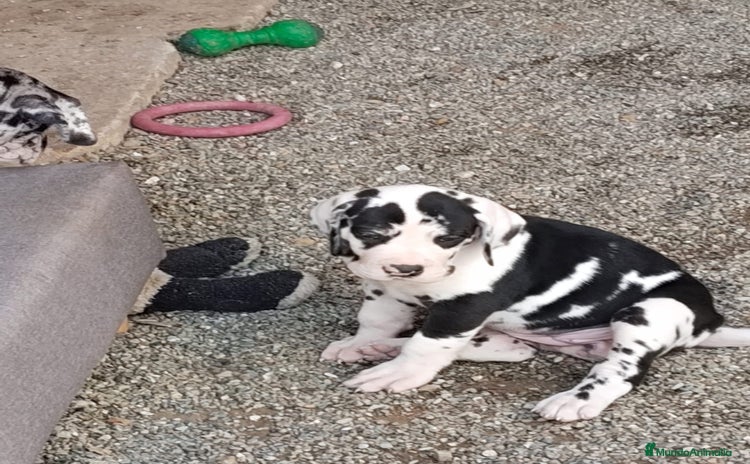 Dogo Alemán perros - Anuncio 1