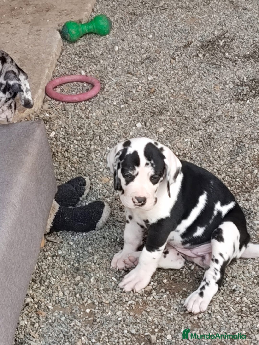 Dogo Alemán perros en venta: Preciosa camada de dogo alemán hembras  - Imagen 5