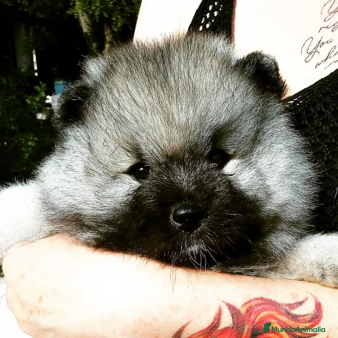 Imagen de galería {{count}}