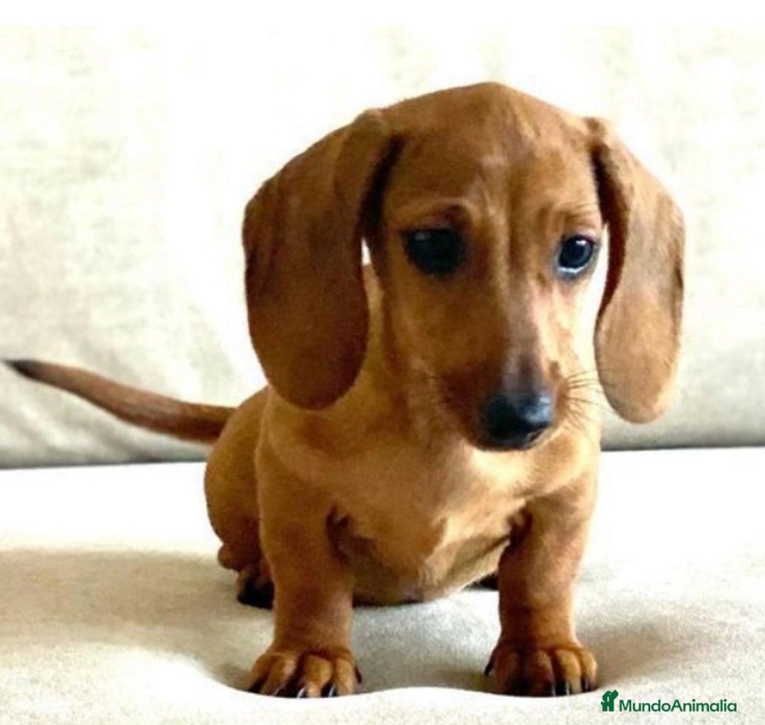 Teckel Miniatura perros en venta: Magníficos Teckel miniatura 601144783  - Imagen 1