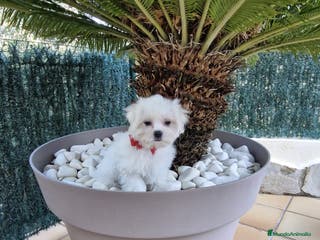 Bichón Maltés perros Bichón maltés en Barcelona - Anuncio 38