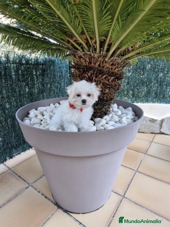 Bichón Maltés perros Bichón maltés en Barcelona - Anuncio 1