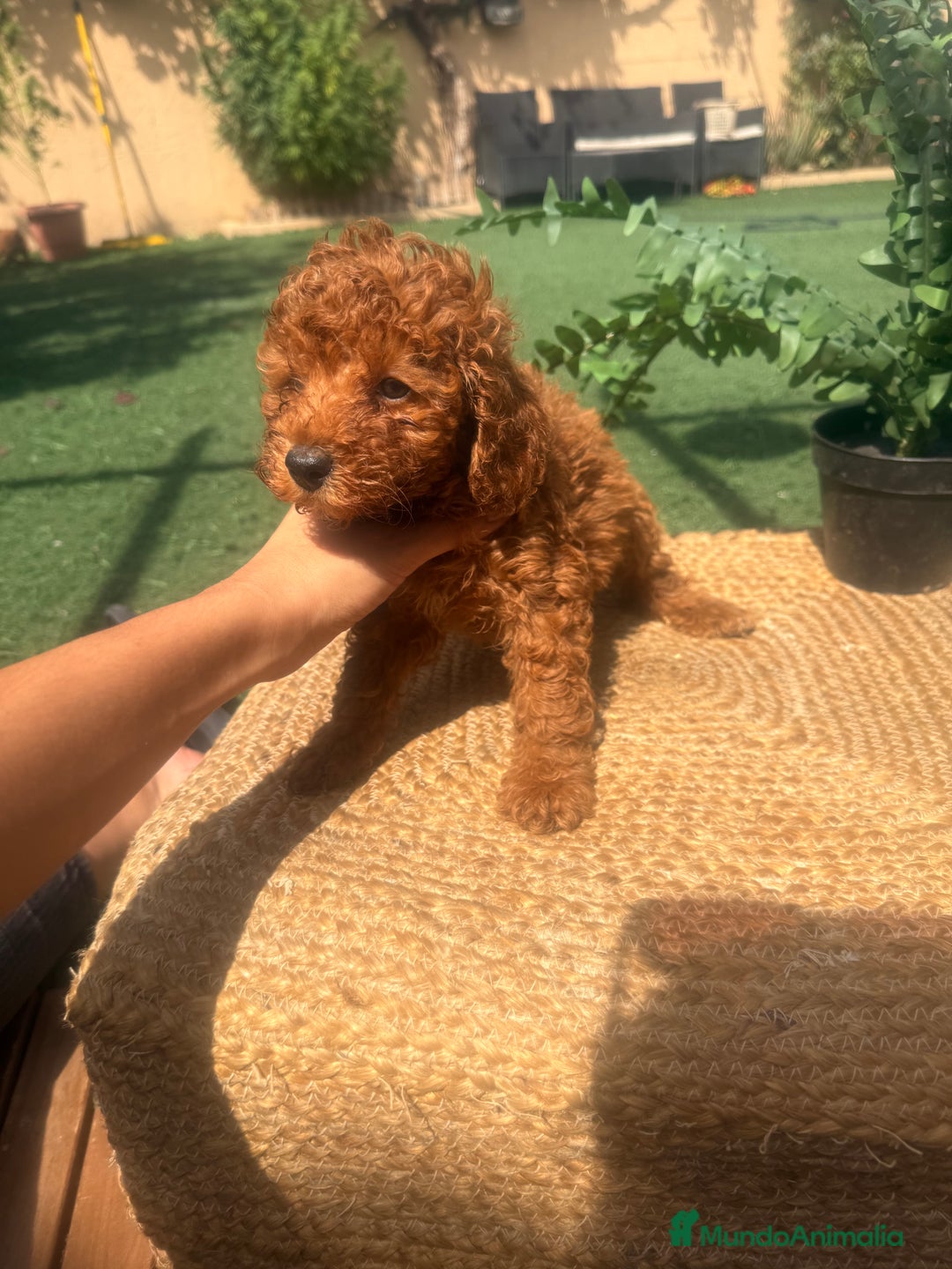 Caniche Toy perros en venta: caniche toy rojos  - Anuncio 4