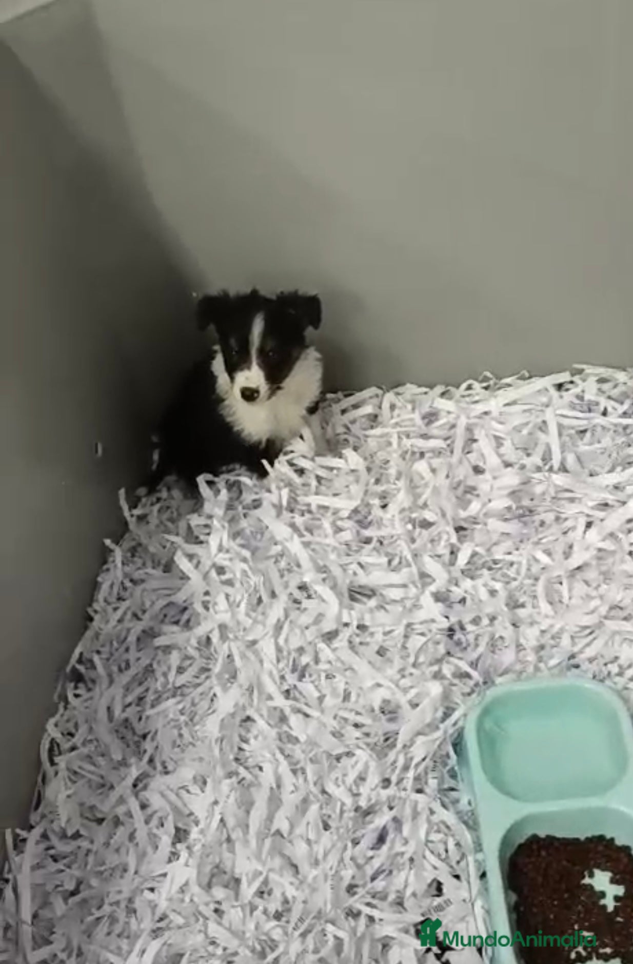 Border Collie perros BEBÉS DE BORDER COLLIE - Anuncio 11