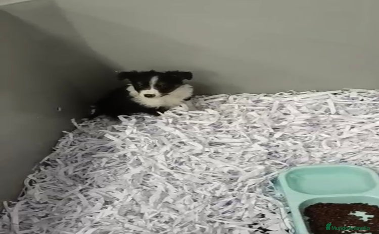 Border Collie perros BEBÉS DE BORDER COLLIE - Anuncio 2