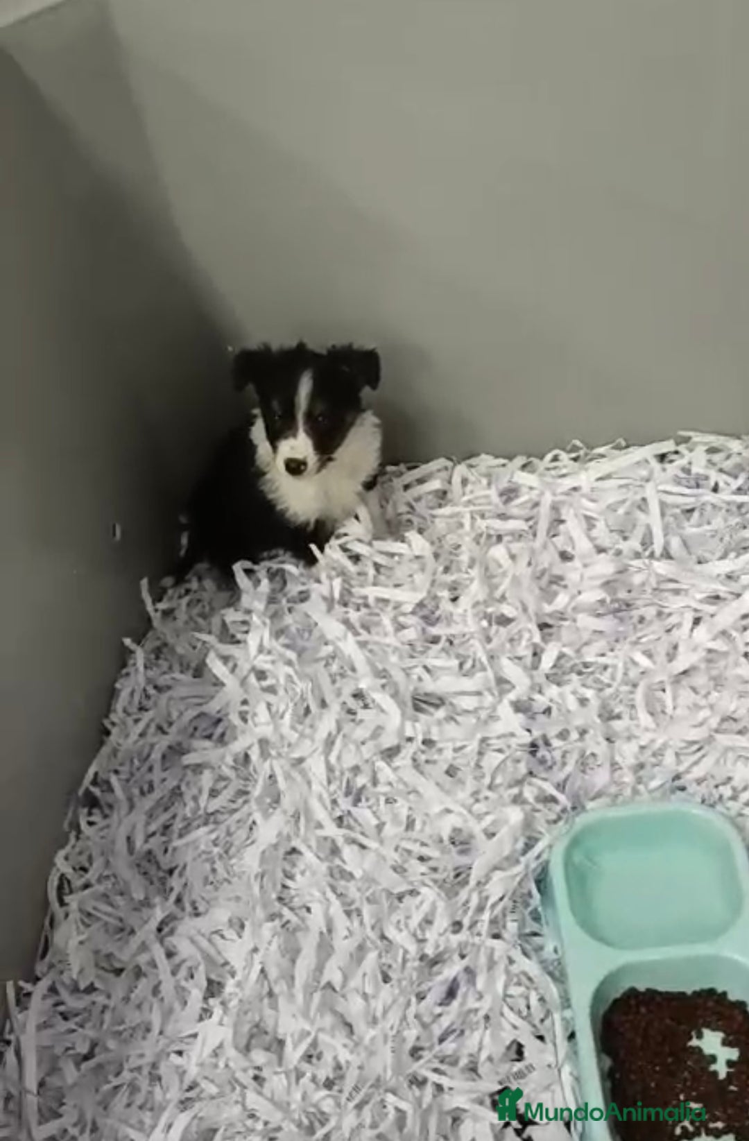 Border Collie perros en venta: BEBÉS DE BORDER COLLIE - Anuncio 1