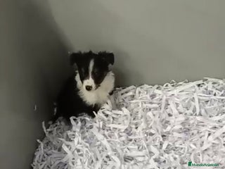 Border Collie perros BEBÉS DE BORDER COLLIE - Anuncio 2
