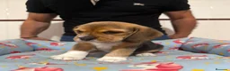 Beagle perros en venta: Cachorros beagle tricolor - Anuncio 10