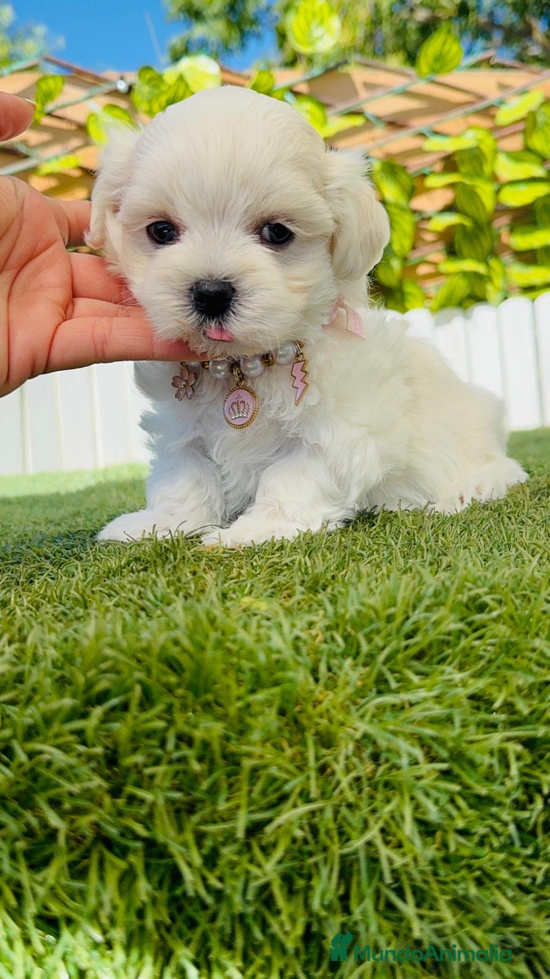 Bichón Maltés perros en venta: BICHÓN MALTÉS HEMBRA - Imagen 8