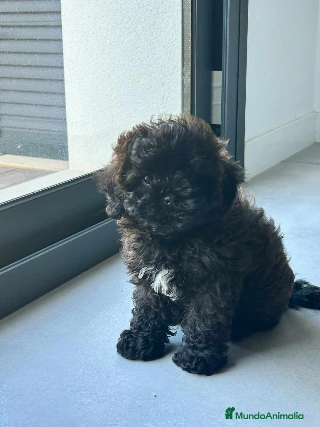 Maltipoo perros en venta: Maltipoo - Anuncio 5