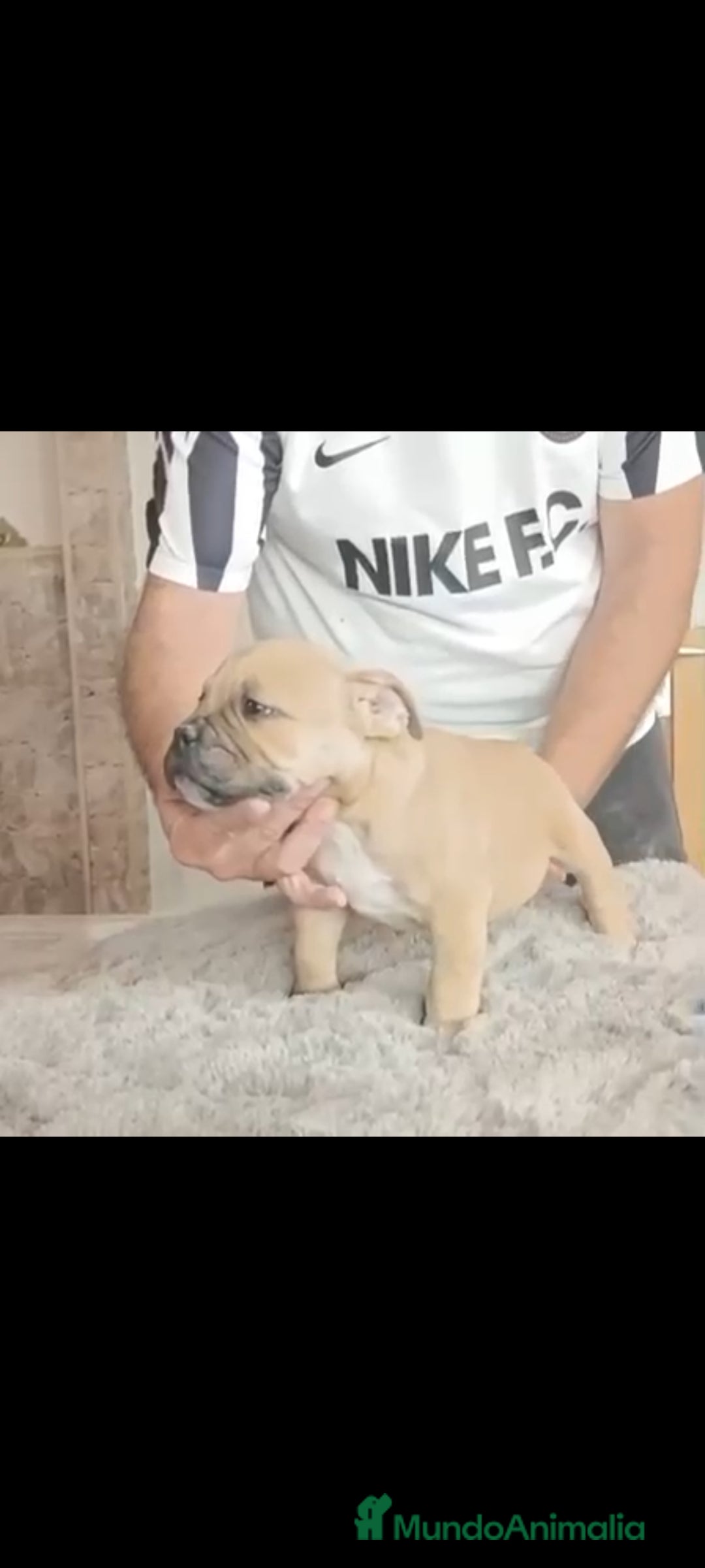 American Bully perros en venta: American bully pocket  - Imagen 6