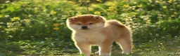 Shiba Inu perros en venta: SHIBA INU en Murcia - Anuncio 2