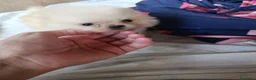 Pomerania perros en venta: Pomerania toy ositos  - Anuncio 2
