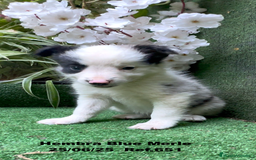 Border Collie perros en venta: BORDER COLLIE hembras Blue Merle - Imagen 26