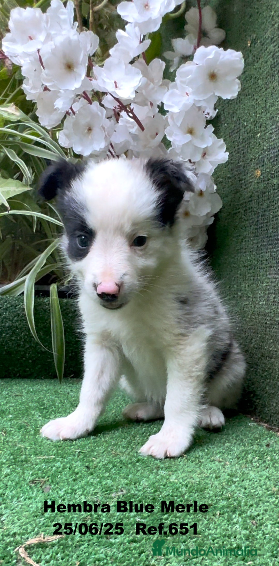 Border Collie perros en venta: BORDER COLLIE hembras Blue Merle - Imagen 26