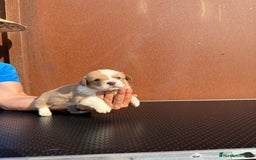 Welsh Corgi Cardigan perros en venta: Corgi Cárdigan  - Imagen 3