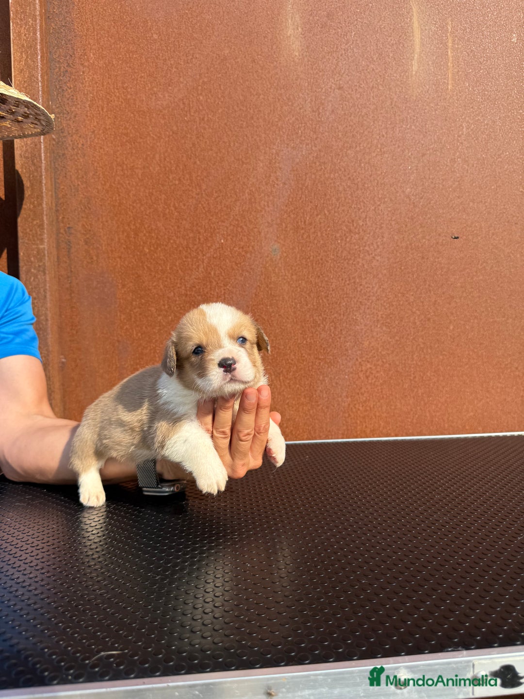 Welsh Corgi Cardigan perros en venta: Corgi Cárdigan  - Imagen 3