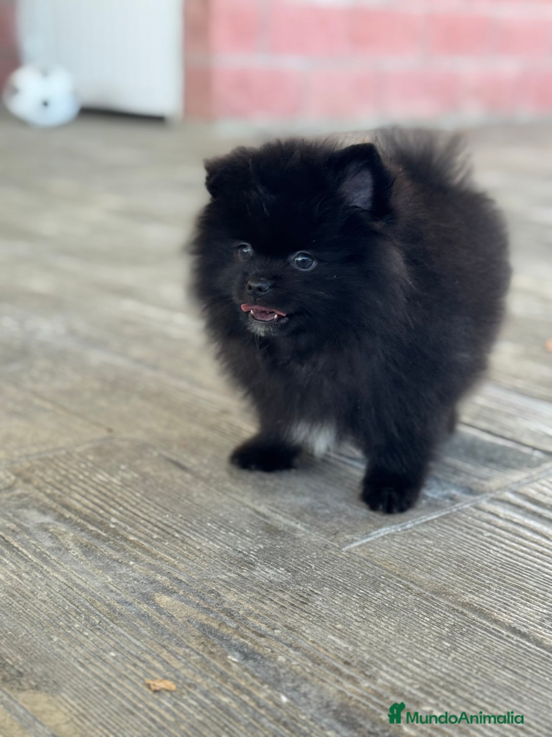 Pomerania perros en venta: 🐾 Prodigy y Monk – Pomerania con carácter 🌟 - Imagen 7