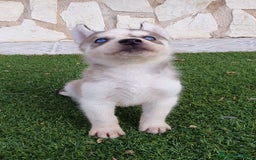 Husky Siberiano perros en venta: Encantadores cachorros Husky Siberiano  - Imagen 8