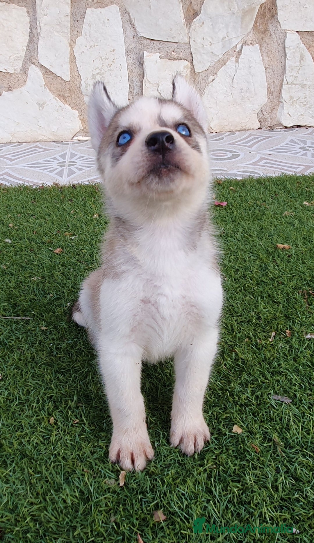 Husky Siberiano perros en venta: Encantadores cachorros Husky Siberiano  - Imagen 8