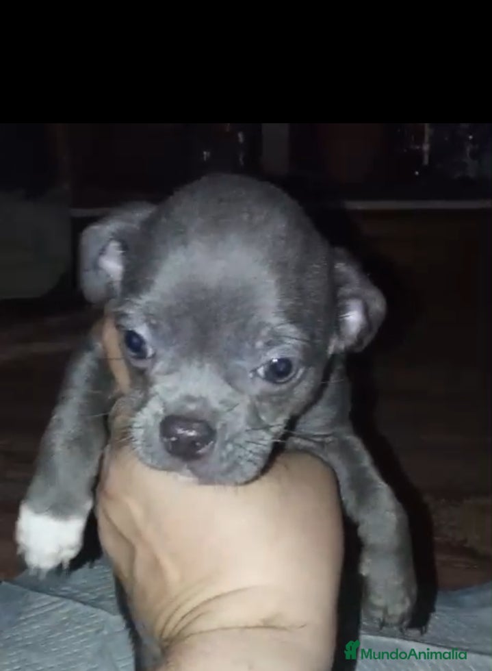 Chihuahua perros Chihuahua  - Anuncio 2