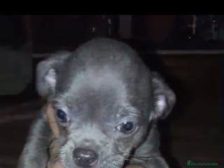 Chihuahua perros Chihuahua - Anuncio 2