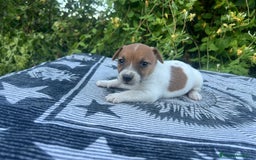 Jack Russell Terrier perros en venta: Jack Russell 500€ precio real - Imagen 2