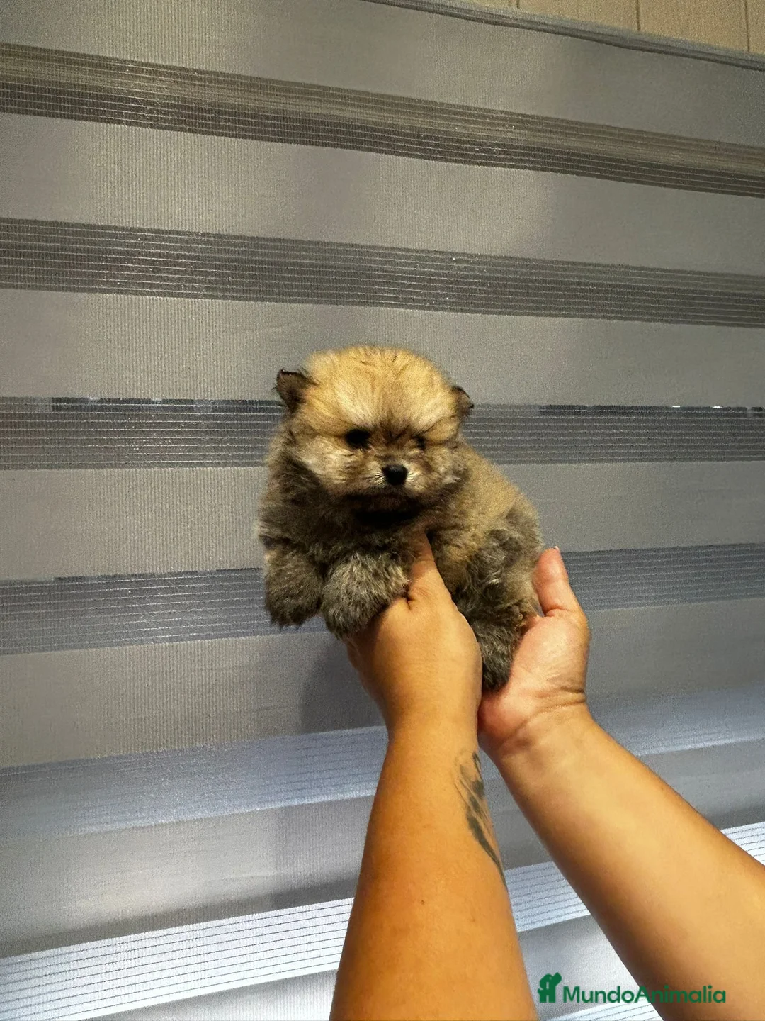 Pomerania perros en venta: ECONÓMICOS Disponible Hembras y 2 macho POMERANIA - Anuncio 1