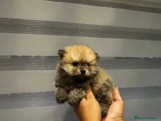 Pomerania perros ECONÓMICOS Disponible Hembras y 2 macho POMERANIA - Anuncio 1