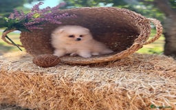 Pomerania perros en venta: Pomerania listo para conocer su nueva familia  - Imagen 4