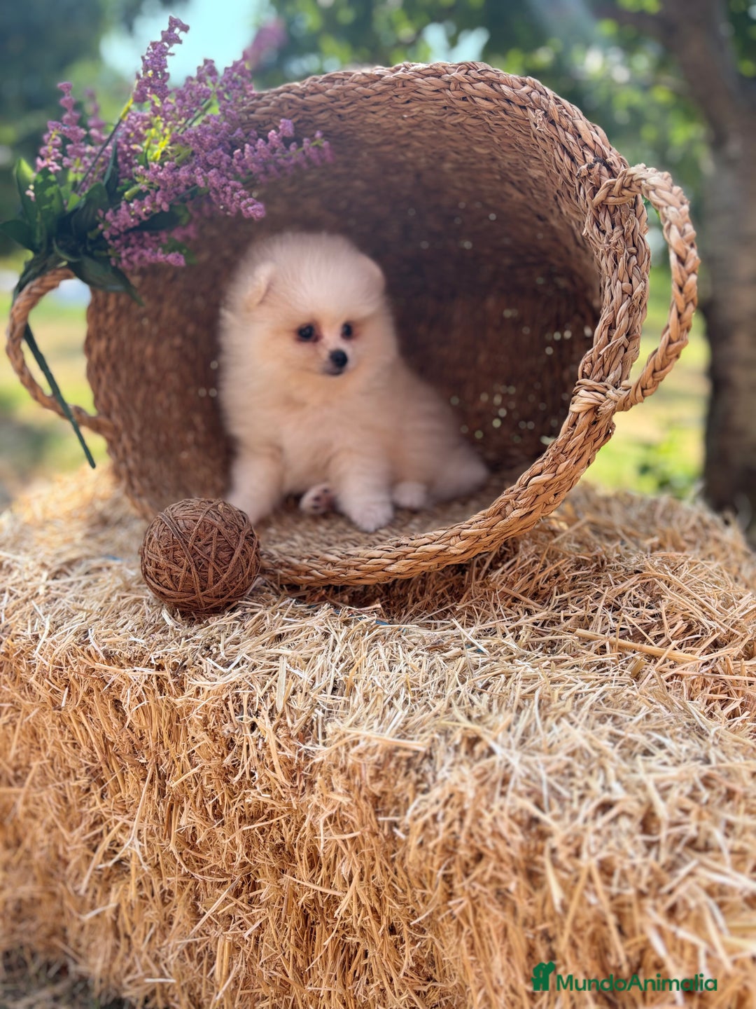 Pomerania perros en venta: Pomerania listo para conocer su nueva familia  - Imagen 4