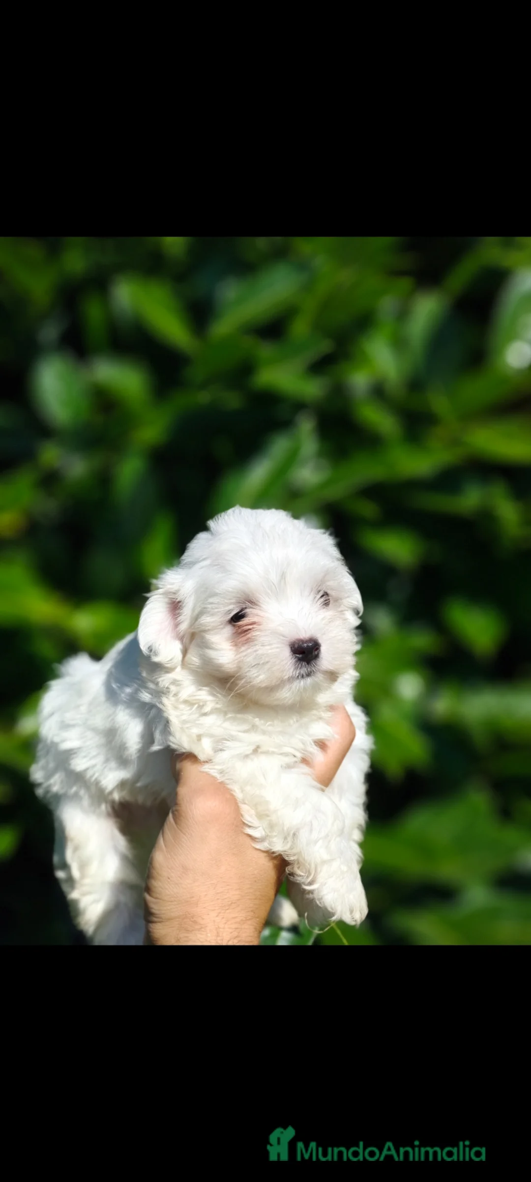 Bichón Maltés perros en venta: Bichón maltés  - Anuncio 3