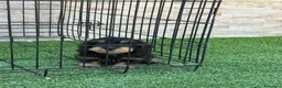 Teckel perros en venta: Cachorra de teckel pelo duro - Anuncio 3