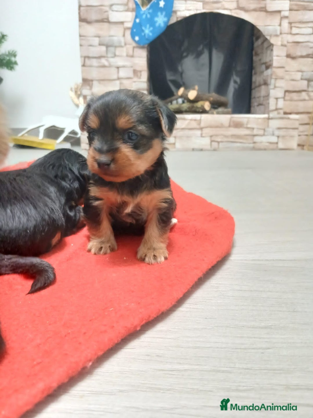 Yorkshire Terrier perros en venta: Machito diaponible - Anuncio 2