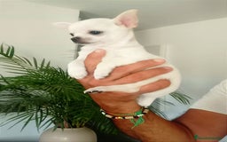Chihuahua perros en venta: Chihuahuas de compañia - Imagen 3