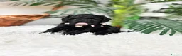 Caniche Enano perros en venta: CANICHE ENANO - Anuncio 3